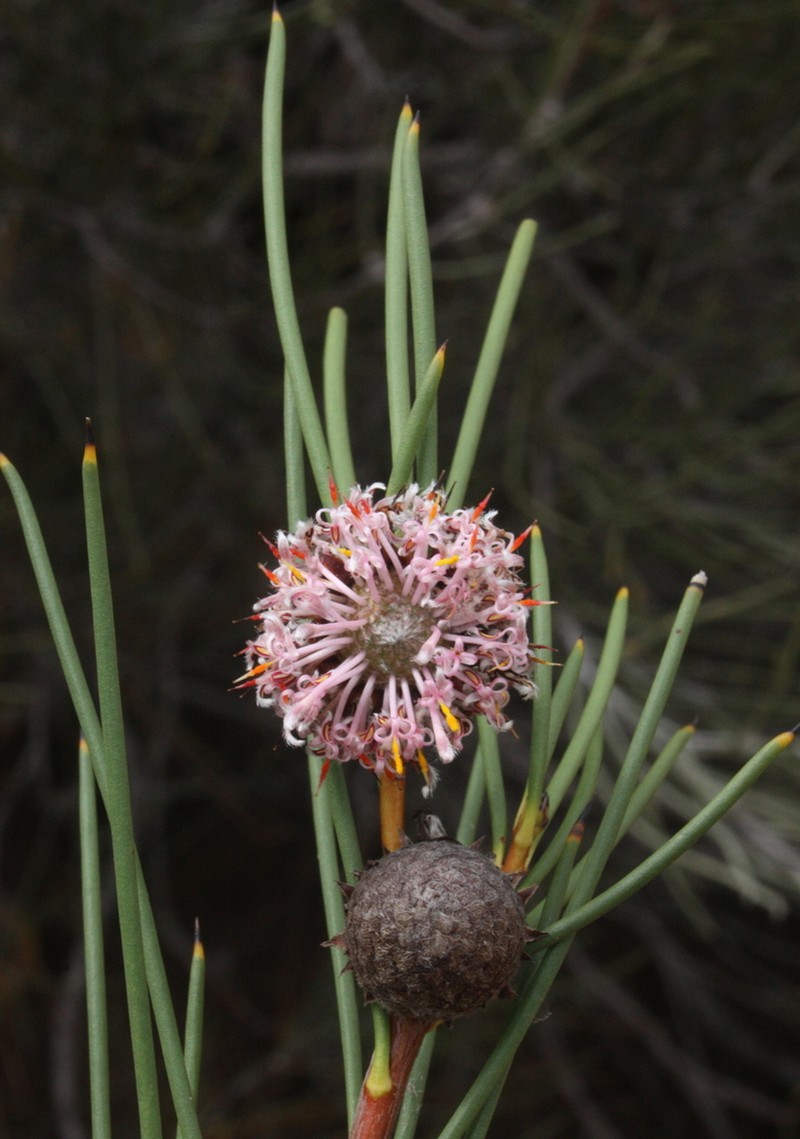 Isopogon nutans photo 8
