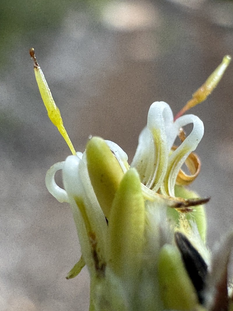 Isopogon pallidus