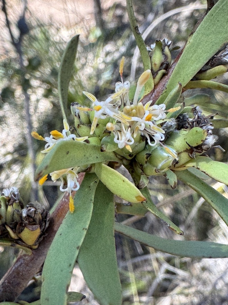 Isopogon pallidus photo 2
