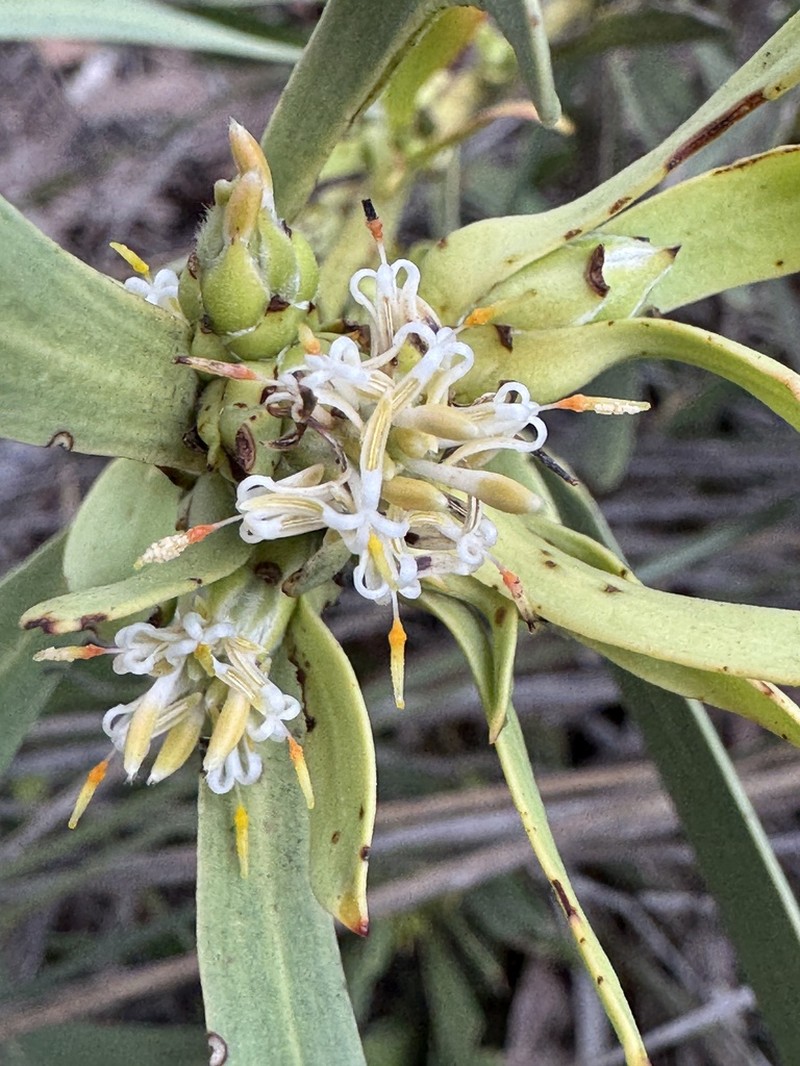 Isopogon pallidus photo 3