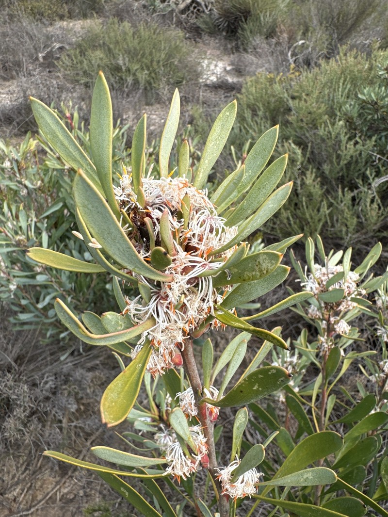 Isopogon panduratus subsp. panduratus