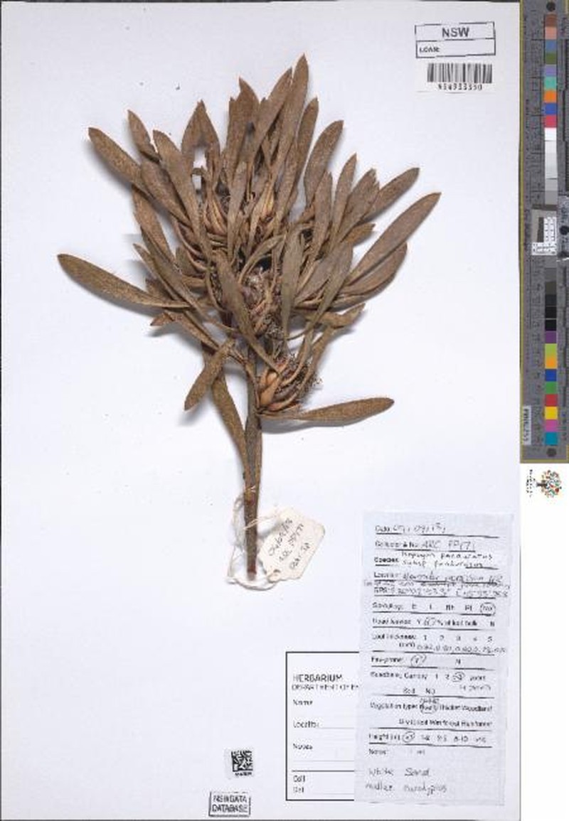 Isopogon panduratus subsp. panduratus photo 2