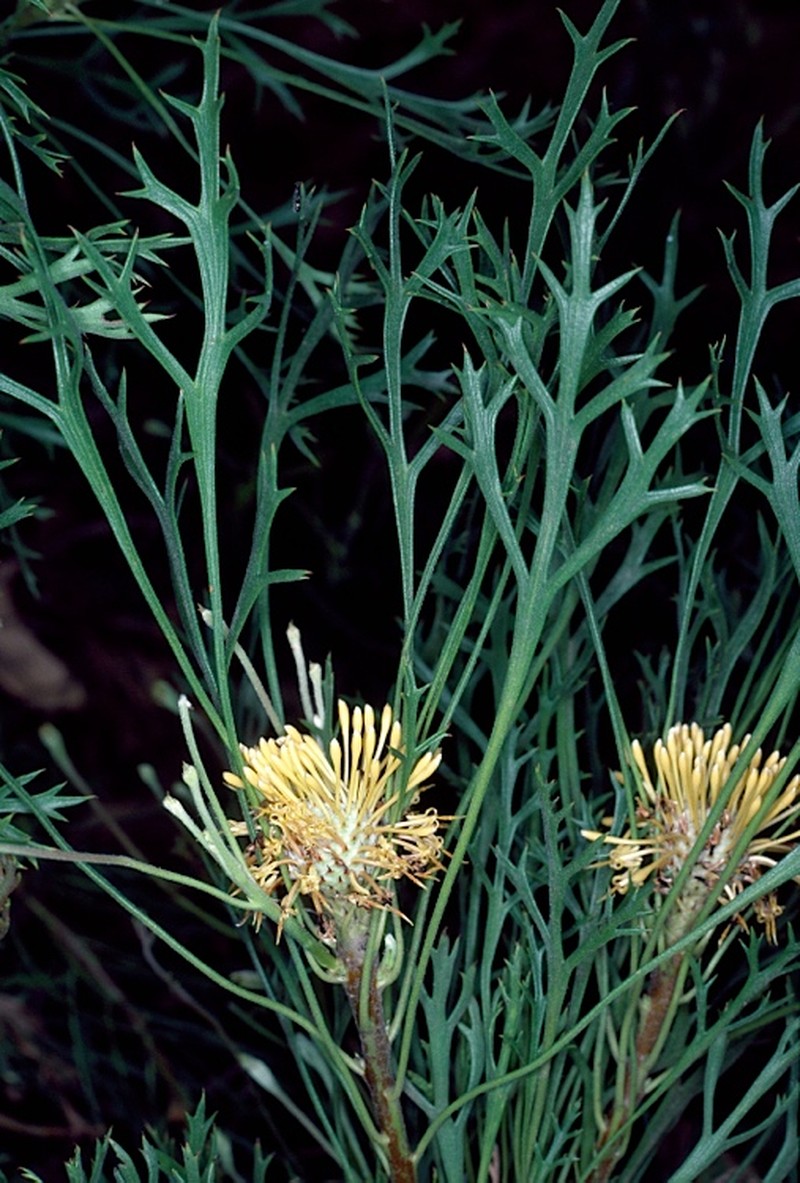Isopogon petiolaris