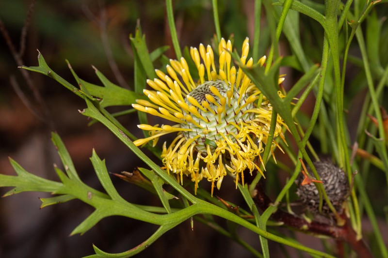 Isopogon petiolaris photo 2