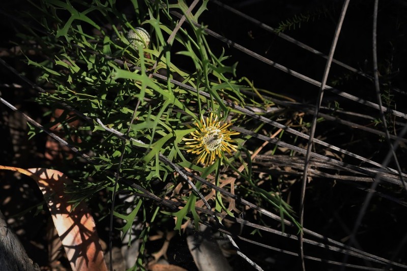 Isopogon petiolaris photo 3