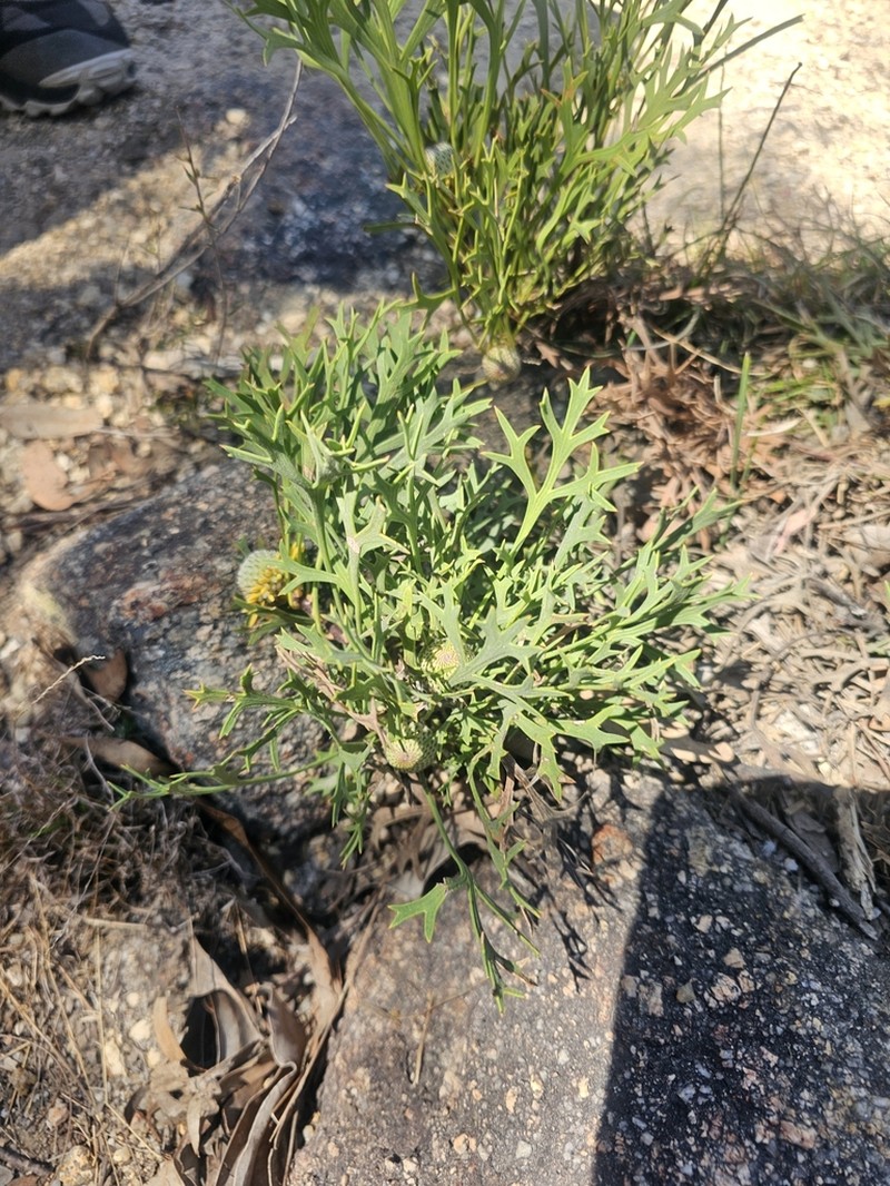 Isopogon petiolaris photo 4