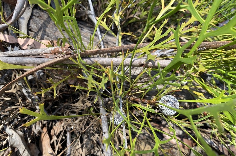 Isopogon petiolaris photo 5
