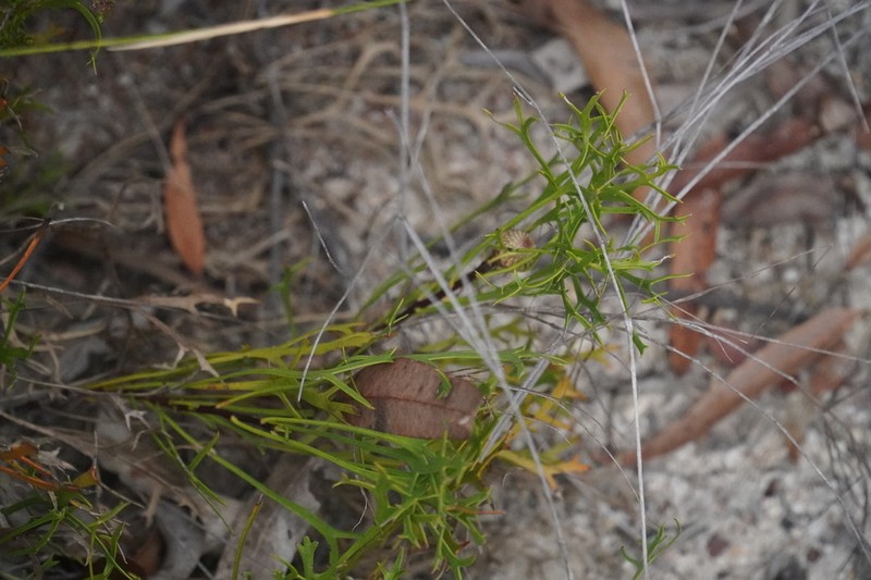 Isopogon petiolaris photo 6
