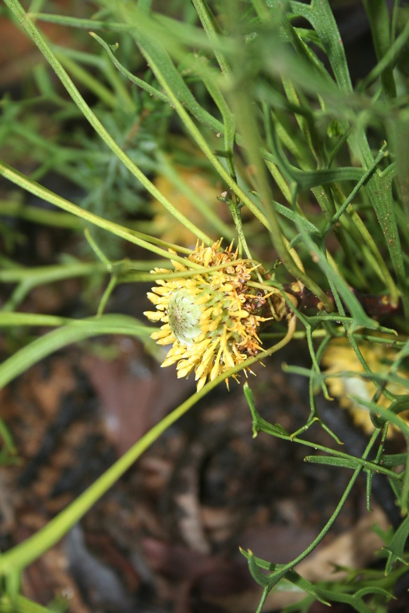 Isopogon petiolaris photo 7