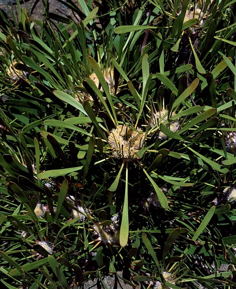 Isopogon polycephalus