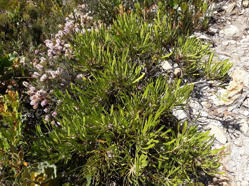 Isopogon polycephalus photo 2