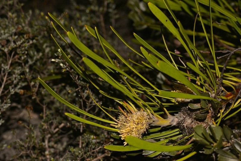 Isopogon polycephalus photo 3