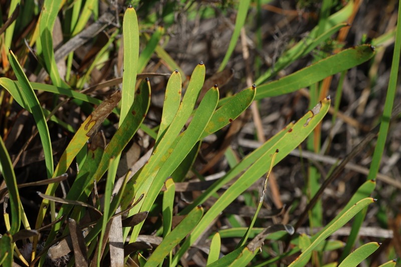 Isopogon polycephalus photo 4