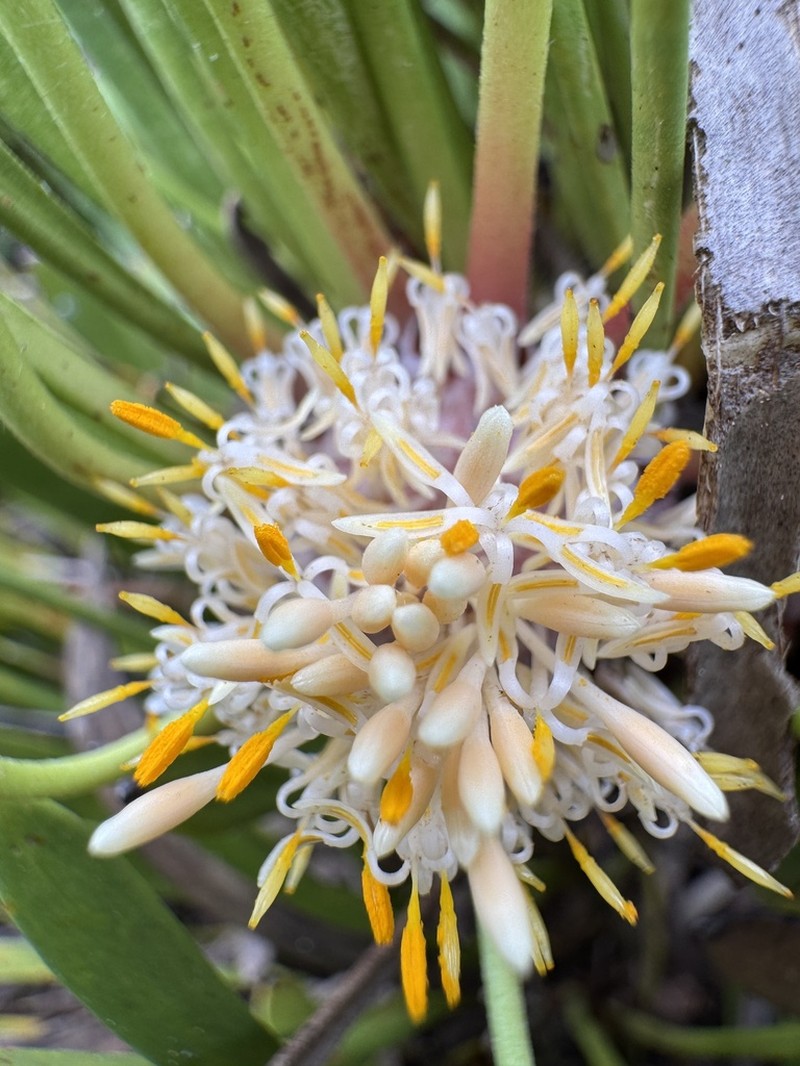 Isopogon polycephalus photo 5