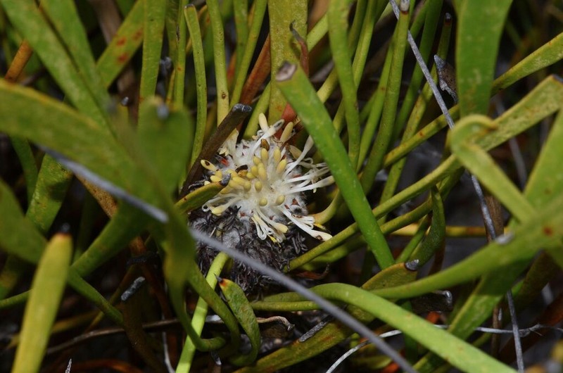 Isopogon polycephalus photo 6