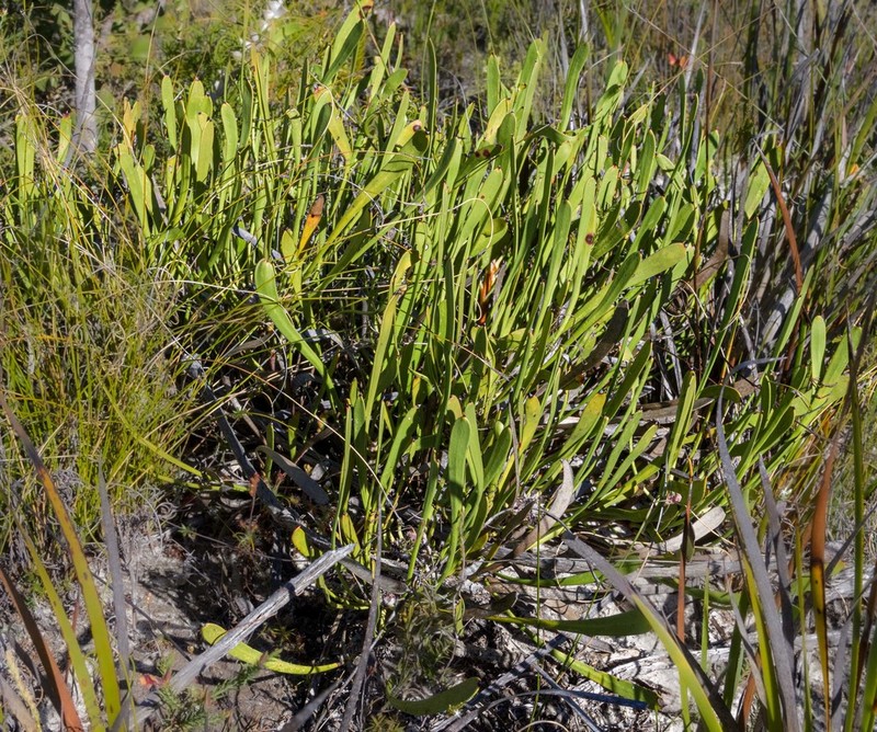 Isopogon polycephalus photo 7
