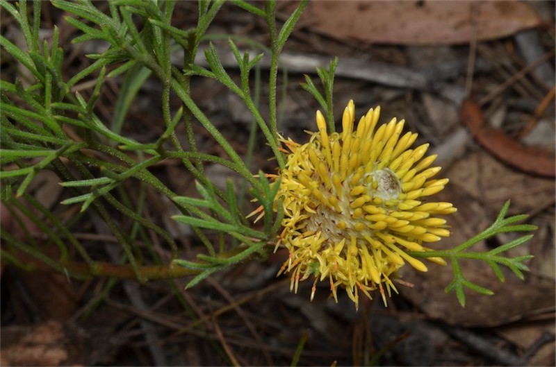 Isopogon prostratus