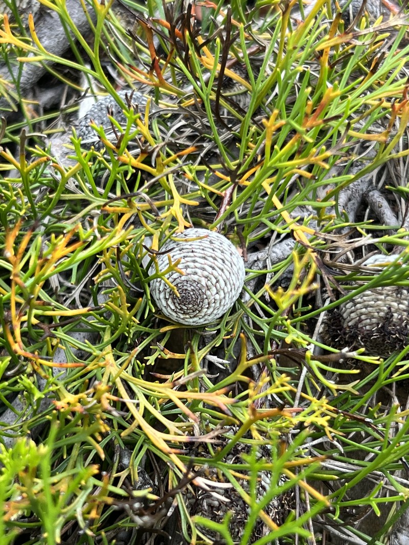 Isopogon prostratus photo 2