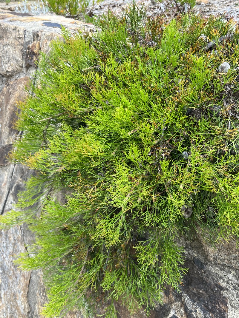 Isopogon prostratus photo 3