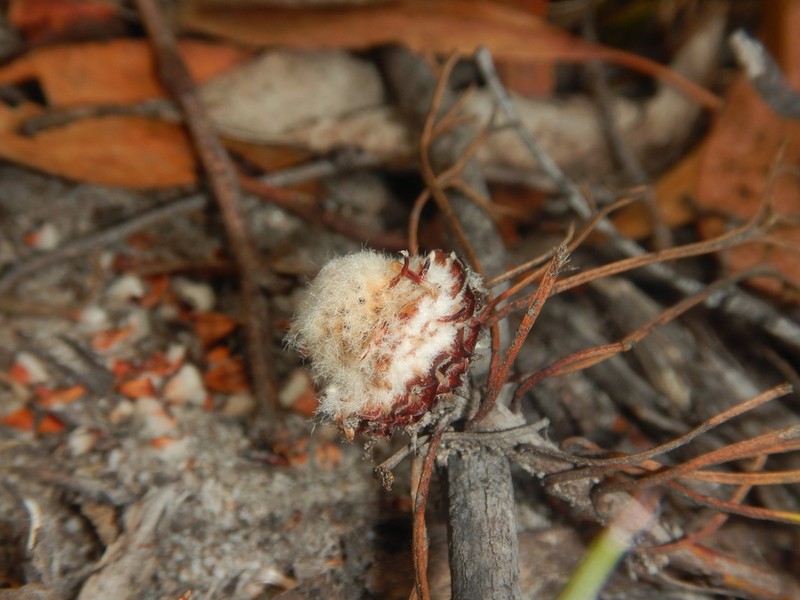 Isopogon prostratus photo 4