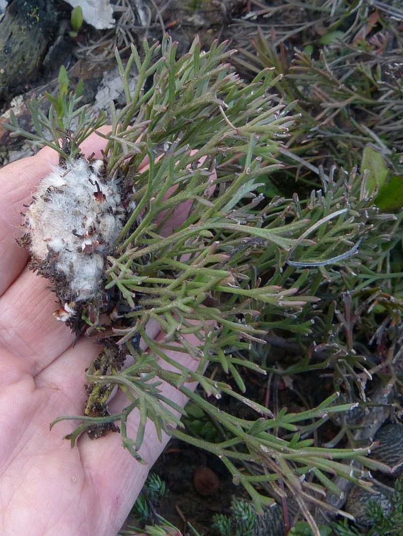Isopogon prostratus photo 5