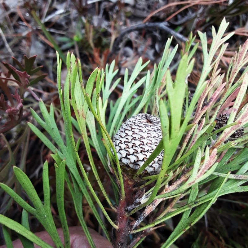 Isopogon prostratus photo 6