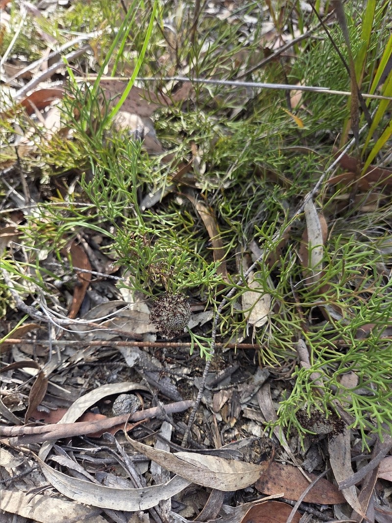 Isopogon prostratus photo 7