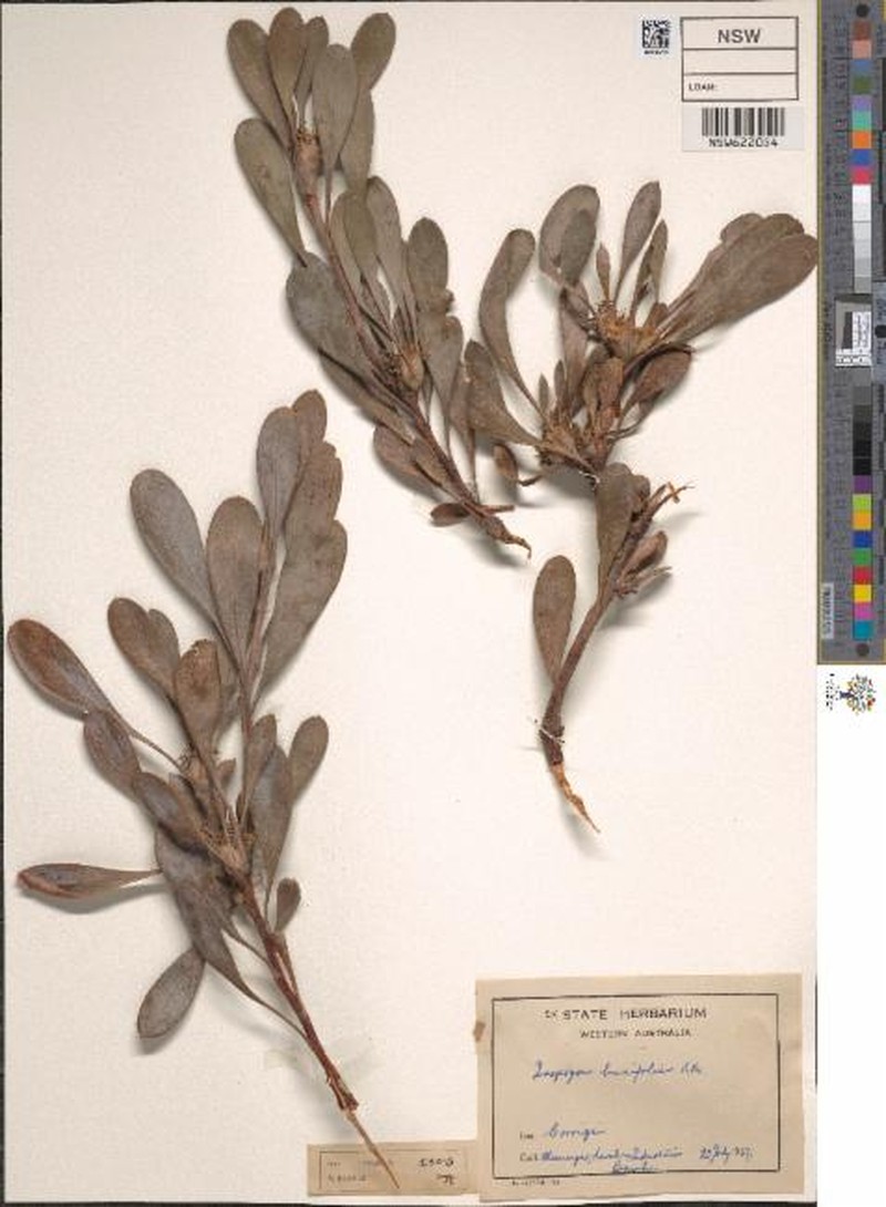 Isopogon pruinosus subsp. pruinosus