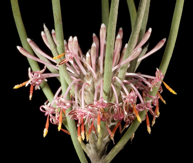 Isopogon scabriusculus