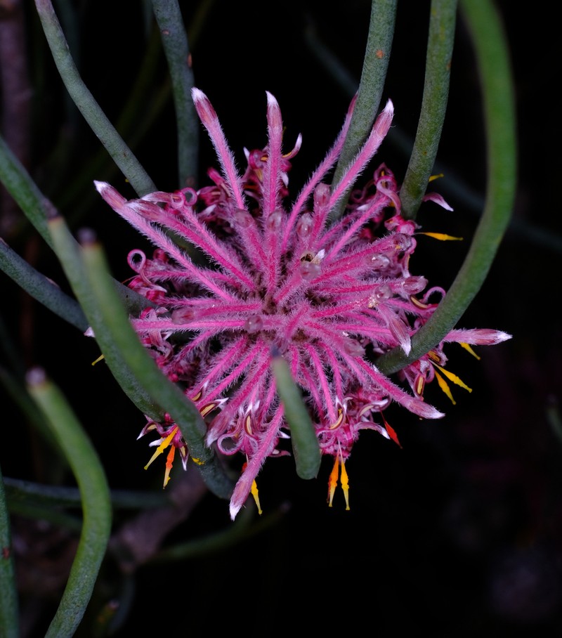 Isopogon scabriusculus photo 2