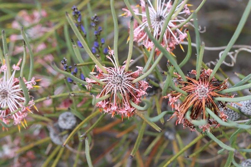 Isopogon scabriusculus photo 4