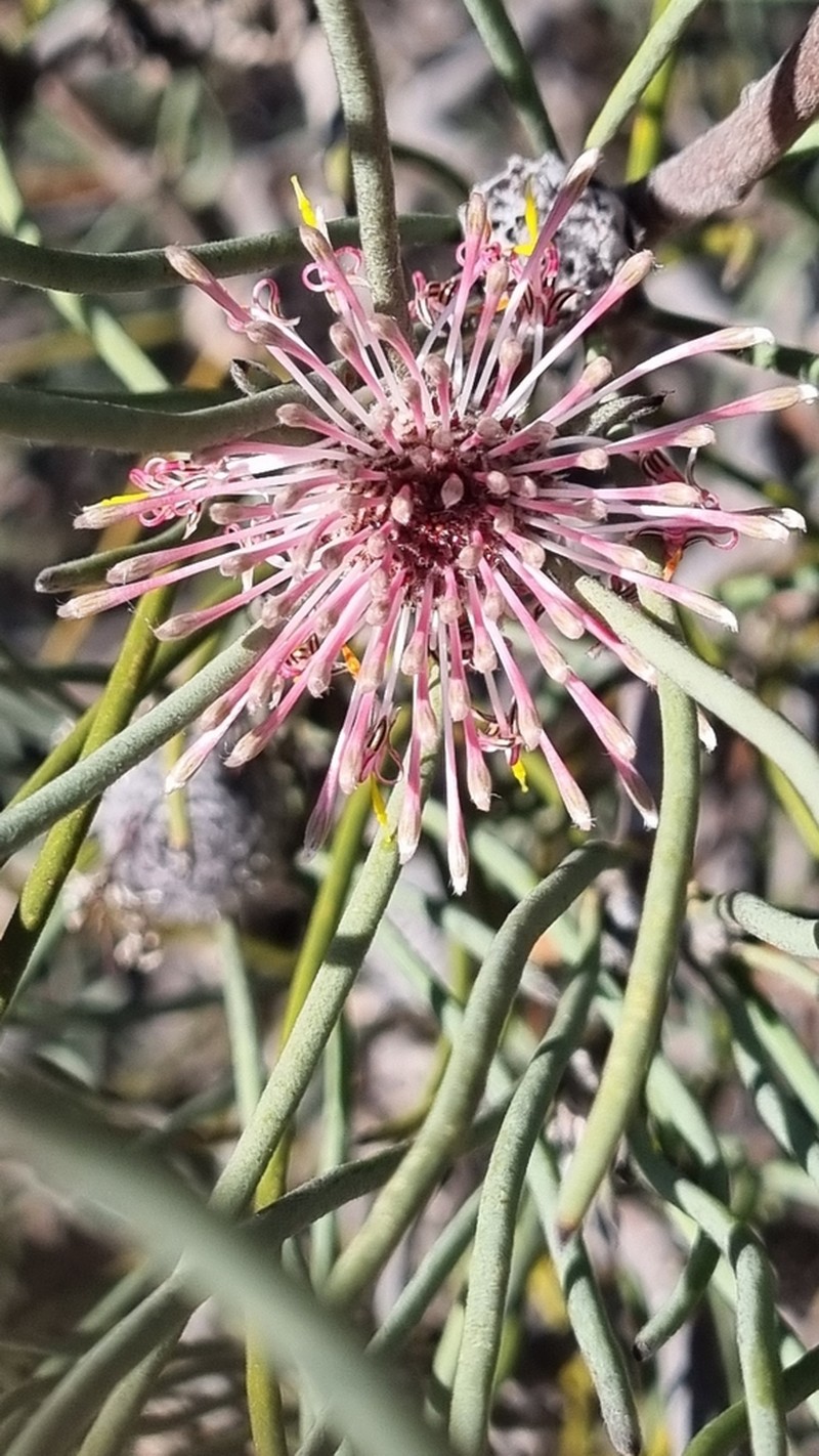 Isopogon scabriusculus photo 5