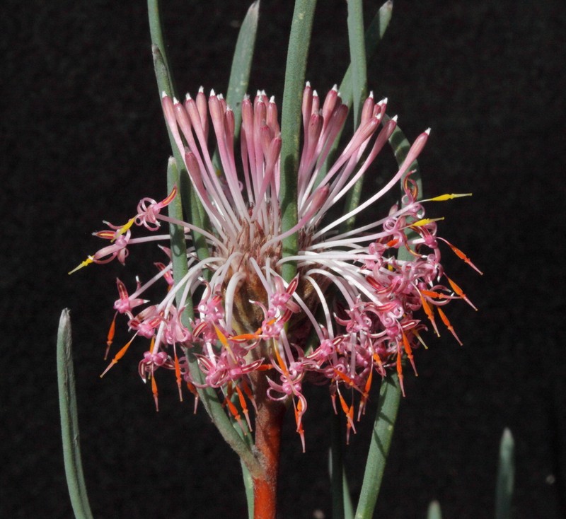 Isopogon scabriusculus photo 6