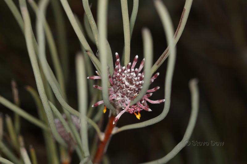 Isopogon scabriusculus photo 7