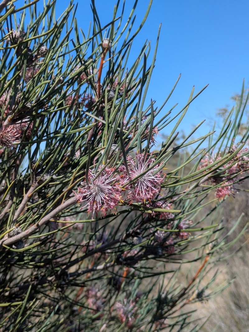 Isopogon scabriusculus photo 8