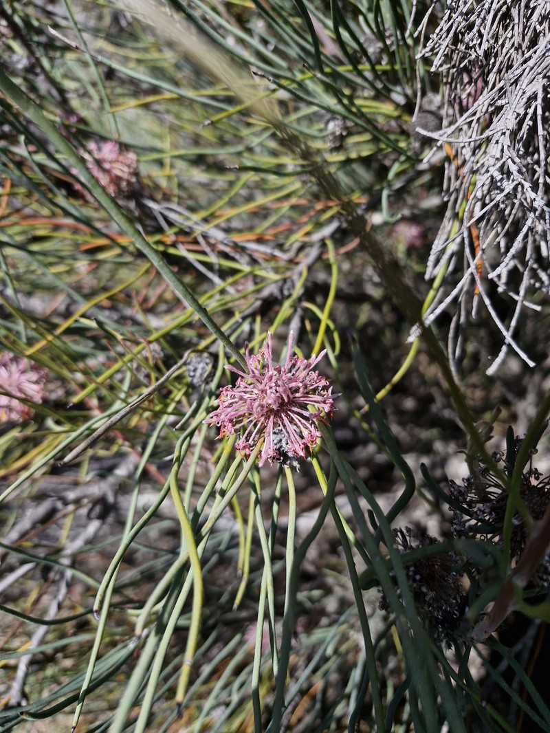 Isopogon scabriusculus subsp. pubifloris