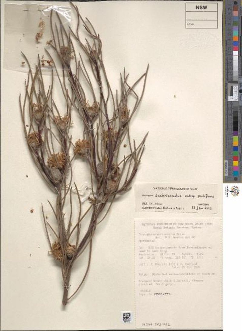 Isopogon scabriusculus subsp. pubifloris photo 2
