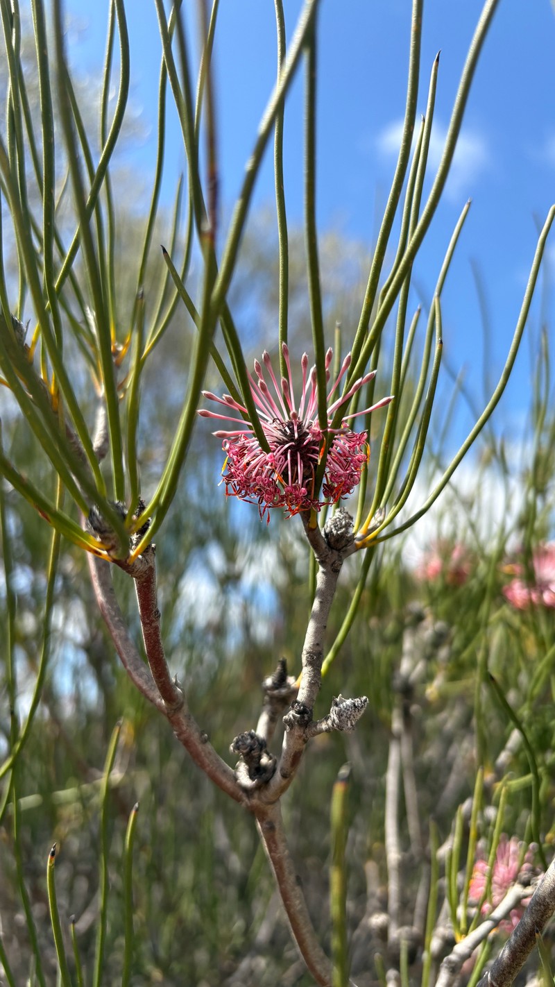 Isopogon scabriusculus subsp. scabriusculus