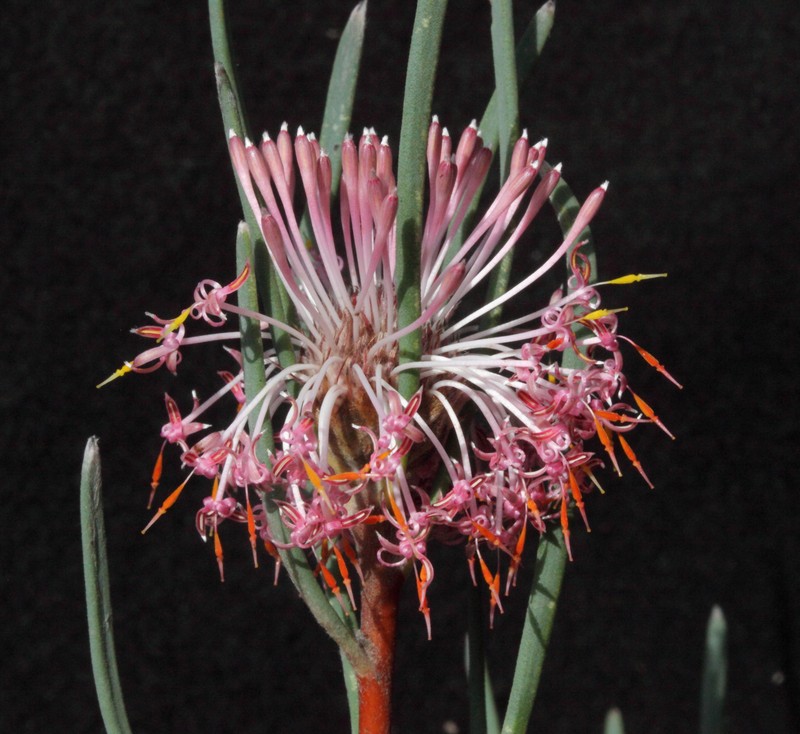 Isopogon scabriusculus subsp. scabriusculus photo 2