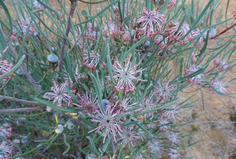 Isopogon scabriusculus subsp. scabriusculus photo 3