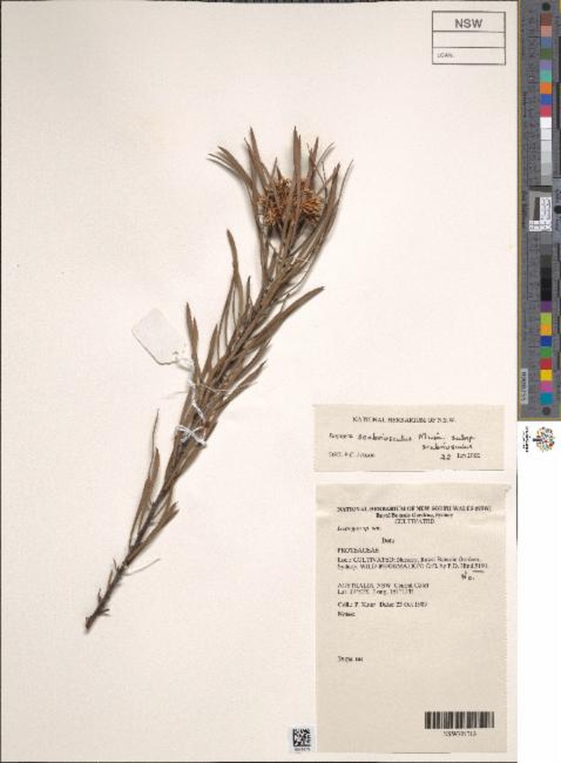 Isopogon scabriusculus subsp. scabriusculus photo 4