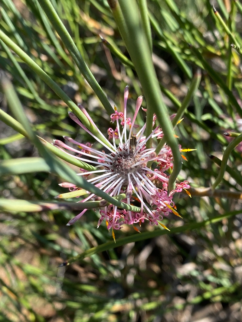 Isopogon scabriusculus subsp. stenophyllus