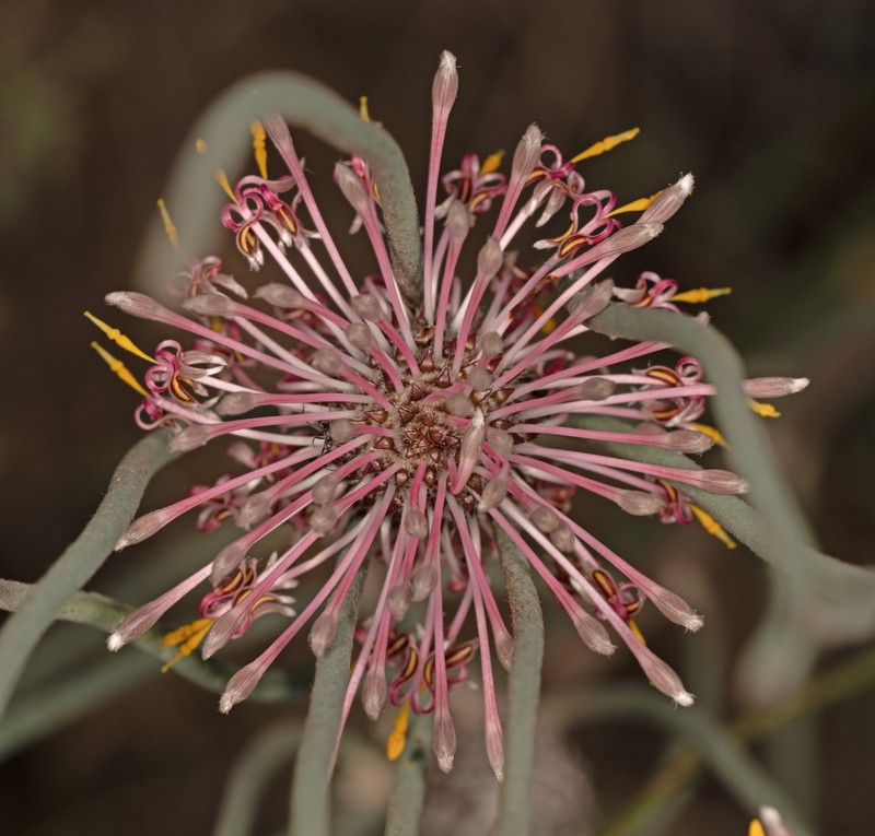 Isopogon scabriusculus subsp. stenophyllus photo 2