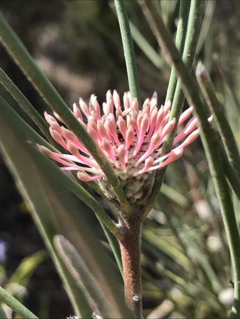 Isopogon scabriusculus subsp. stenophyllus photo 3