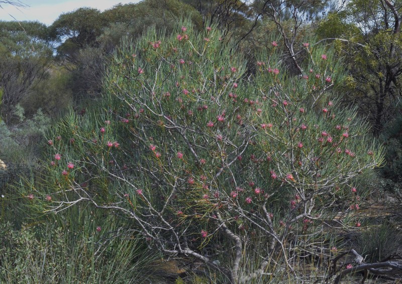 Isopogon scabriusculus subsp. stenophyllus photo 4