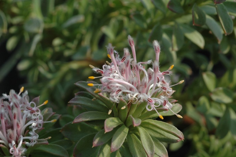 Isopogon spathulatus