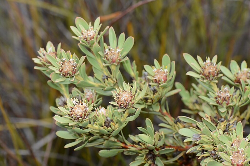 Isopogon spathulatus photo 2