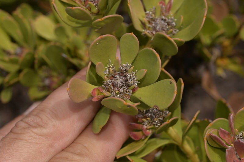 Isopogon spathulatus photo 4