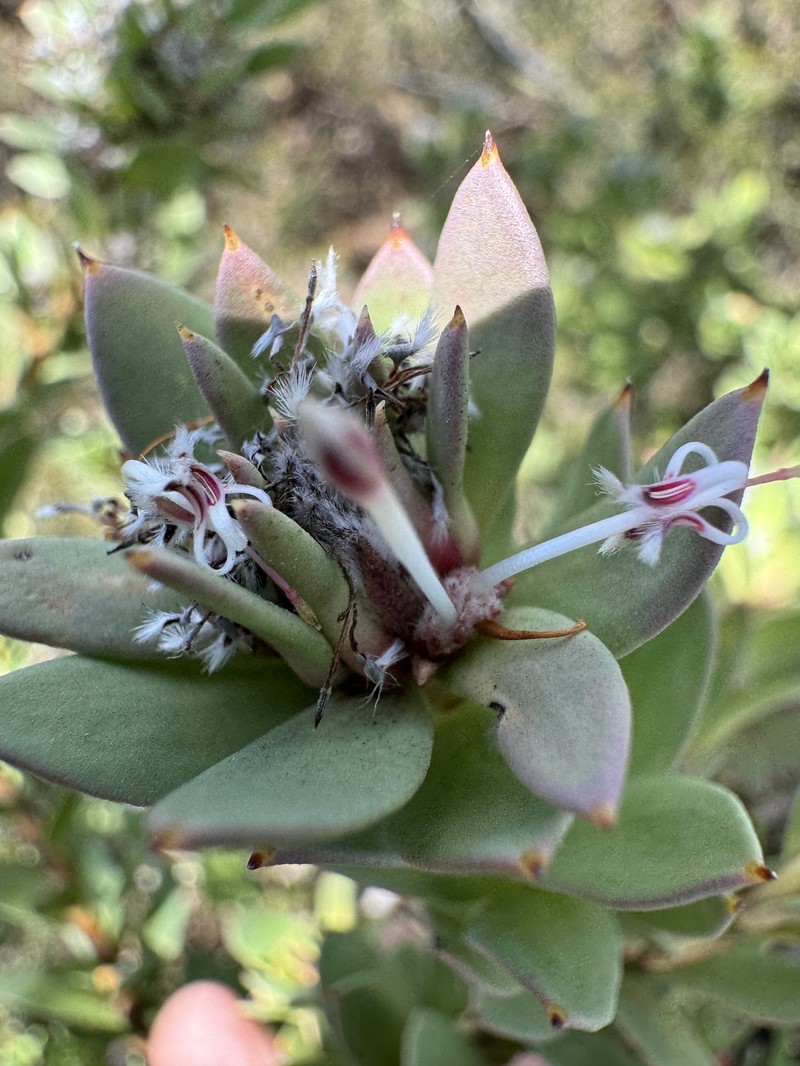 Isopogon spathulatus subsp. obovatus