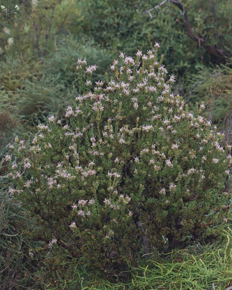 Isopogon spathulatus subsp. obovatus photo 2